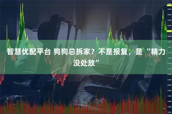智慧优配平台 狗狗总拆家？不是报复，是 “精力没处放”